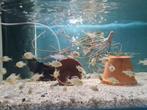 Nimbochromis Venustus Malawi Cichliden, Dieren en Toebehoren, Vis, Zoetwatervis