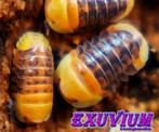 Cubaris sp. Rubber Ducky isopods / pissebedden, Dieren en Toebehoren, Overige soorten