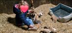 Kittens, Dieren en Toebehoren, Katten en Kittens | Overige Katten