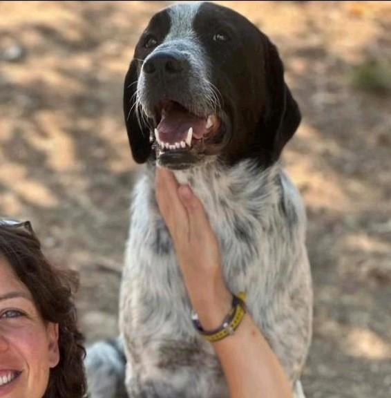 Chrisje zoekt een gouden mand, Dieren en Toebehoren, Honden | Niet-rashonden, Reu, Particulier, Eén hond, Buitenland, 15 weken tot 1 jaar