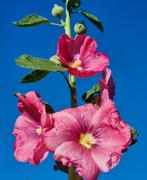 Alcea rosea | Stokroos, Ophalen of Verzenden, Voorjaar, Zaad, Volle zon