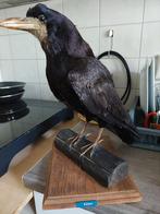 geprepareerde/opgezette oude taxidermy preparaten, Verzamelen, Dierenverzamelingen, Ophalen, Gebruikt, Vogel, Opgezet dier
