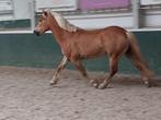 Haflinger merrie, Dieren en Toebehoren, 11 jaar of ouder, Merrie, Gechipt, D pony (1.37m tot 1.48m)
