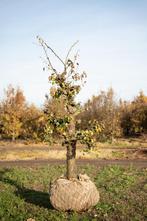 Nu volop Oude fruitbomen te koop!, Tuin en Terras, Halfschaduw, Overige soorten, Lente, 250 tot 400 cm
