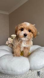 Premium maltipoo f1 reutje mini pup, Dieren en Toebehoren, Honden | Chihuahua's en Gezelschapshonden, Rabiës (hondsdolheid), 8 tot 15 weken