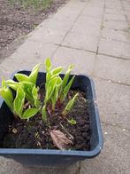 hosta, Ophalen