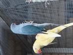 Cobalt wtkwst halsband parkiet pop 2025, Dieren en Toebehoren, Vogels | Parkieten en Papegaaien, Vrouwelijk, Parkiet, Geringd