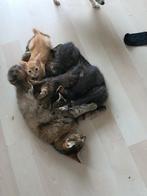 Lieve kittens, Dieren en Toebehoren