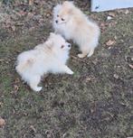 POMERİAAN PUPS, België, Fokker | Hobbymatig, 15 weken tot 1 jaar, Parvo