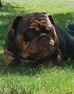 New English bulldog dekreu, Dieren en Toebehoren, Honden | Bulldogs, Pinschers en Molossers, België, Fokker | Hobbymatig, Rabiës (hondsdolheid)