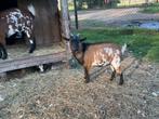 Dwerggeit bok, Dieren en Toebehoren, Schapen, Geiten en Varkens, Mannelijk, Geit