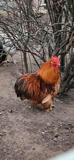 Jonge Cochinkriel haan te koop., Dieren en Toebehoren, Pluimvee, Mannelijk, Kip