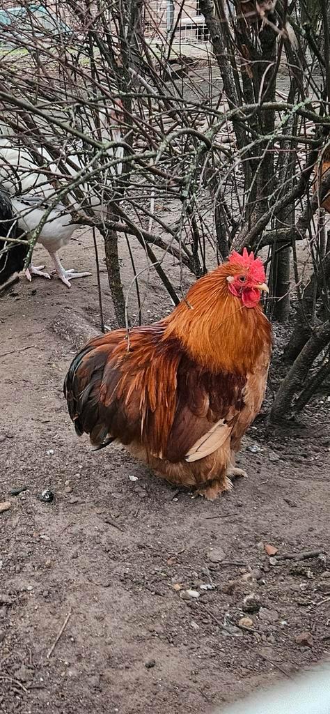 Jonge Cochinkriel haan GRATIS!, Dieren en Toebehoren, Pluimvee, Kip, Mannelijk