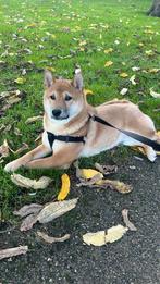 Lief thuis gezocht voor onze Shiba Inu Sjors, Dieren en Toebehoren, Honden | Poolhonden, Keeshonden en Oertypen, België, Particulier