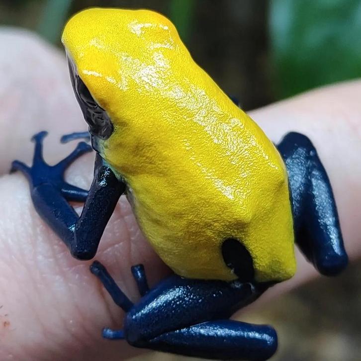 Dendrobates tinctorius 'Citronella'