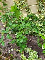 Chinese roos/Hibiscus, Vaste plant, Halfschaduw, Zomer, Ophalen