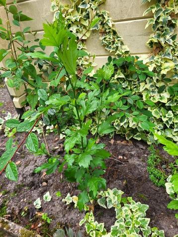 Chinese roos/Hibiscus beschikbaar voor biedingen