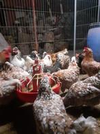 Broed eieren zweedse bloem kippen, Dieren en Toebehoren, Geslacht onbekend, Kip