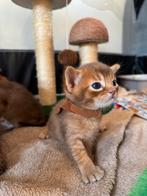 kittens – Abessijn x Devon Rex – zoeken een gouden mandje, Kater, Ontwormd, 0 tot 2 jaar