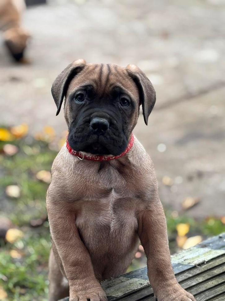 Bullmastiff x Cane Corso pups > mogen het nest verlaten, Dieren en Toebehoren, Honden | Bulldogs, Pinschers en Molossers, Meerdere dieren