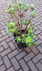 Vetplanten., Ophalen, Halfschaduw, Minder dan 100 cm