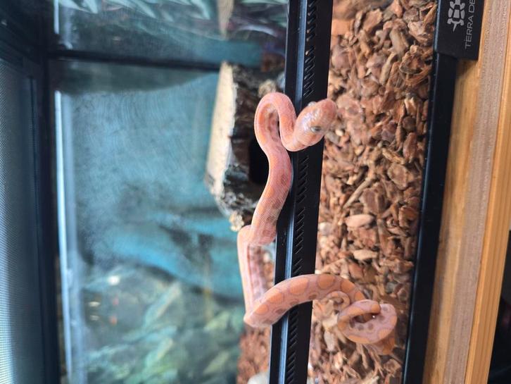 Epicrates cenchria cenchria caramel, Dieren en Toebehoren, Reptielen en Amfibieën, Hagedis, 0 tot 2 jaar