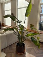 Strelitzia Nicolai 225cm - Paradijsvogelplant, Ophalen, 200 cm of meer, Overige soorten, Halfschaduw