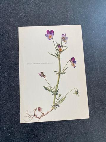10 prenten planten/bloemen16,5x24 samen 18 euro  oa hyacint beschikbaar voor biedingen