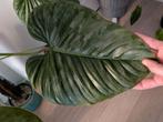 Groote Philodendron Sodiroi, Ophalen, Halfschaduw, Minder dan 100 cm