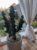 Euphorbia mayurnathanii, Ophalen of Verzenden, Halfschaduw, Minder dan 100 cm