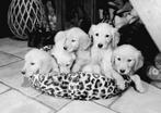 Knape golden retriever pups, Dieren en Toebehoren, Golden retriever, Nederland, 8 tot 15 weken, Meerdere