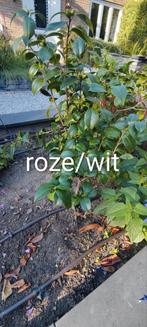 3 xCamelia. 2x japonica bonomiana)., Tuin en Terras, Planten | Bomen, Ophalen, Halfschaduw, Overige soorten, Lente