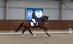 DS Sporthorses – zadelmak maken, training en verkoop, Diensten en Vakmensen, Dieren | Paarden | Verzorging, Oppas en Les, Gedragstraining