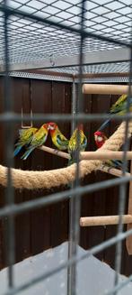 Mooie goud mantel rosellas, Dieren en Toebehoren, Vogels | Parkieten en Papegaaien, Meerdere dieren, Papegaai