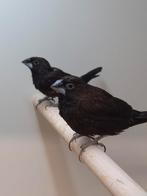 Borneo bronzemannen, Meerdere dieren, Tropenvogel, Geringd