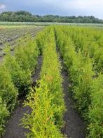 Thuja occidentalis 'King of Brabant' - Smalle hagen, Tuin en Terras, Bloeit niet, Minder dan 100 cm, Zuilboom, Ophalen