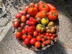 Biologische tomatenplanten, tomatenplantjes, Zomer, Ophalen, Groenteplanten, Eenjarig