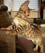 Savannah/Bengaal kittens( nog 2 poesjes beschikbaar), Dieren en Toebehoren, Gechipt, Meerdere dieren, 0 tot 2 jaar