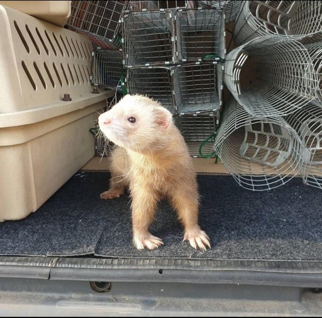 Gevraagd jachtfretten, Dieren en Toebehoren, Knaagdieren, Maart, Fret, Tam