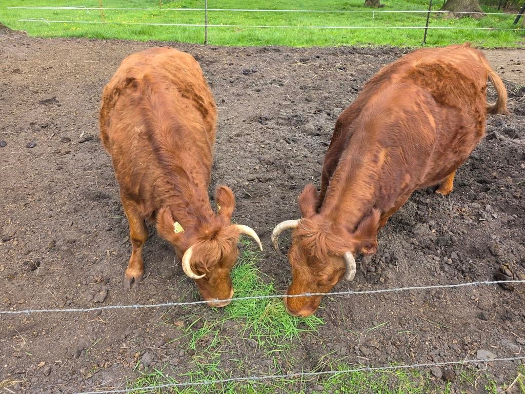 Dexter koeien met stamboom, Dieren en Toebehoren, Runderen, Vrouwelijk