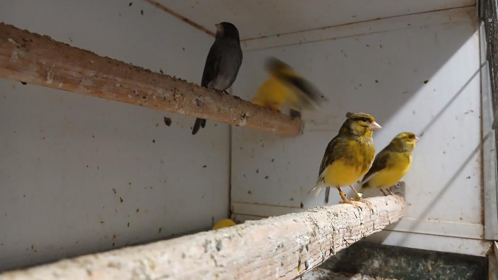 Kanaries, Dieren en Toebehoren, Vogels | Kanaries, Mannelijk, Kleurkanarie
