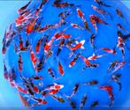 Jonge Japankoi scherp geprijsd, Tosai van bekende kwekers, Karper of Koi