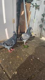 Koppel postduiven, Meerdere dieren, Postduif