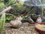 Chinese Dwergkwartels, Dieren en Toebehoren, Pluimvee, Meerdere dieren, Overige soorten