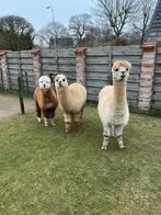 Alpaca merrie, Mei, Vrouwelijk