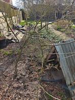 Appelboom, Overige soorten, Lente, Minder dan 100 cm, Ophalen