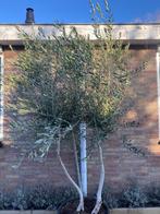 Olijfboom tijdloze winterharde olijfbomen - nu beschikbaar, Bloeit niet, 100 tot 250 cm, Olijfboom, Ophalen
