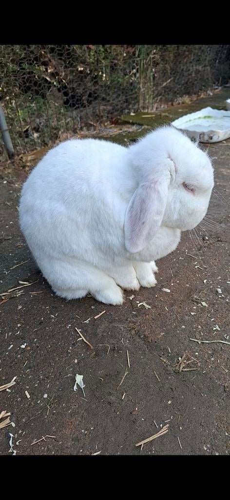 2 hand-tammen hangoren, Dieren en Toebehoren, Konijnen, Vrouwelijk, Groot