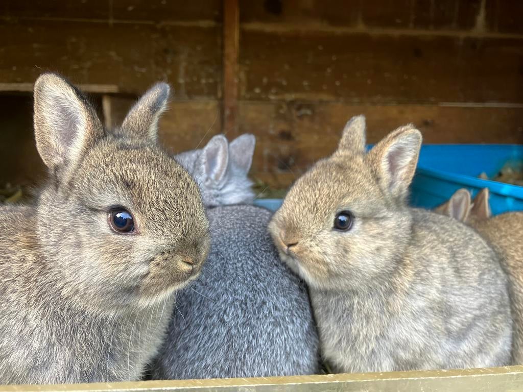 Mooie, jonge kleurdwergen raszuiver, Meerdere dieren, Dwerg, 0 tot 2 jaar
