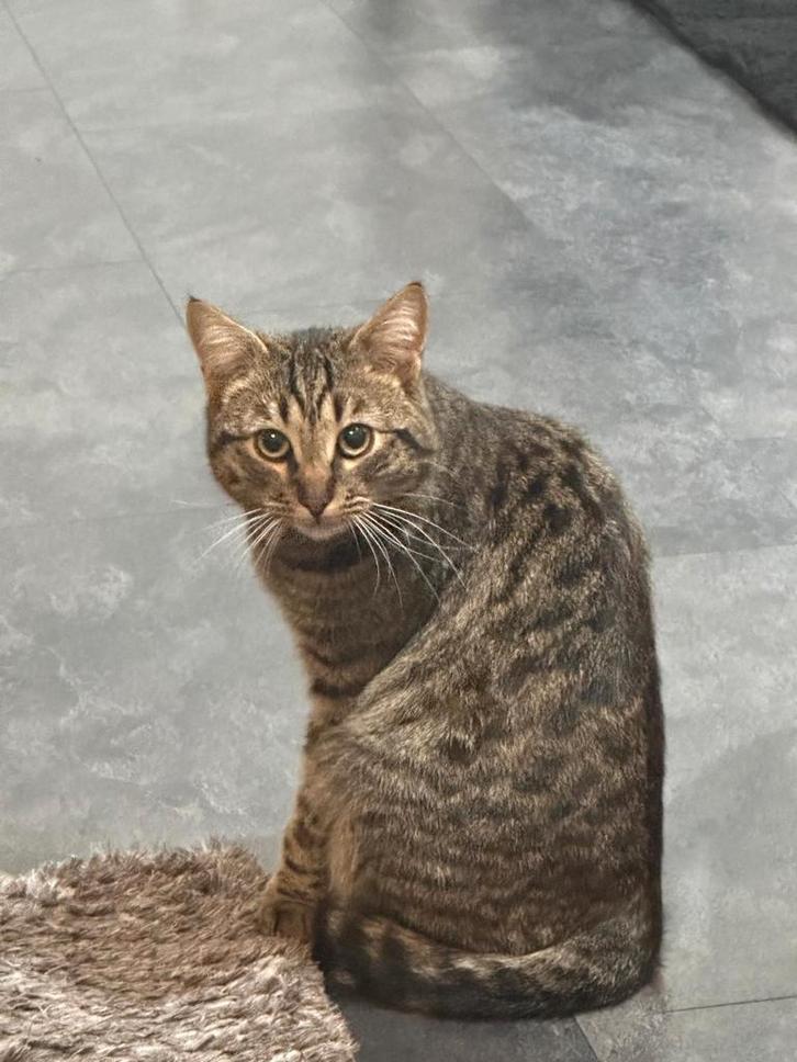 Tekoop  mooi Ons katte, Dieren en Toebehoren, Katten en Kittens | Dekkaters